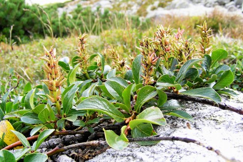 vŕba tupolistá (Salix retusa)
