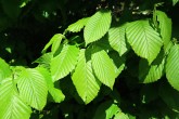 hrab obyčajný (Carpinus betulus)