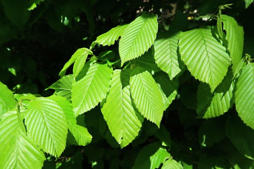 hrab obyčajný (Carpinus betulus)
