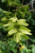 hrab obyčajný (Carpinus betulus) - trojlaločné krídla usporiadané v dlhých klasovitých súplodiach
