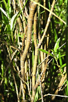 vŕba rozmarínolistá (Salix rosmarinifolia) - kmienky a konáre