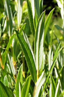 vŕba rozmarínolistá (Salix rosmarinifolia) - vetvička s listami