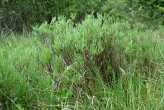 vŕba rozmarínolistá (Salix rosmarinifolia)
