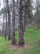 borovica čierna (Pinus nigra) - borka