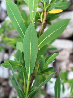 vŕba purpurová (Salix purpurea) - vetvička s listami (spodná strana)