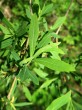 vŕba purpurová (Salix purpurea) - vetvička s listami (vrchná strana)