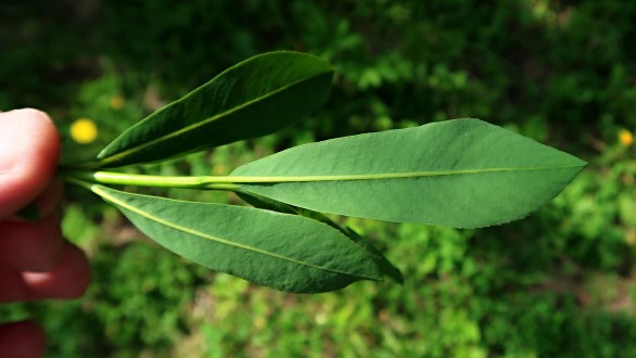 vŕba purpurová (Salix purpurea) - spodná strana
