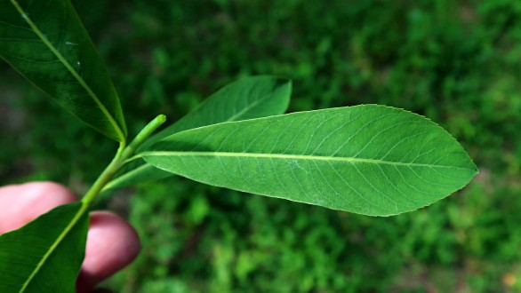 vŕba purpurová (Salix purpurea) - vrchná strana