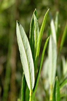 vŕba rozmarínolistá (Salix rosmarinifolia) - spodná strana