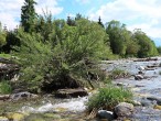 vŕba sivá (Salix eleagnos) - na ostrovčeku v koryte rieky Belá