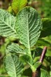 vŕba ušatá (Salix aurita) - spodná strana (mladé listy)