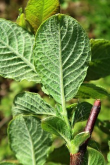 vŕba ušatá (Salix aurita) - spodná strana (mladé listy)