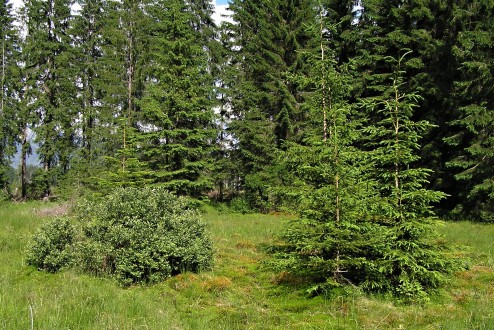 vŕba ušatá (Salix aurita) - rašelinná lúka