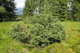 vŕba ušatá (Salix aurita) - koruna je guľovitého tvaru