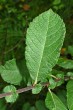 vŕba ušatá (Salix aurita) - vrchná strana