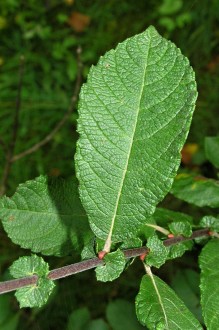 vŕba ušatá (Salix aurita) - vrchná strana