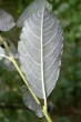 vŕba ušatá (Salix aurita) - spodná strana