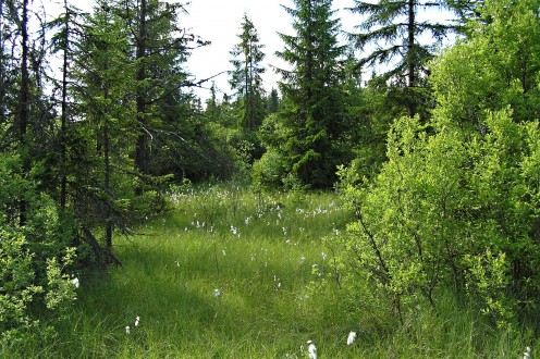 vŕba rozmarínolistá (Salix rosmarinifolia) - rašelinisko - typické miesto výskytu