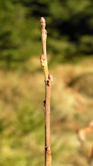 vŕba ušatá (Salix aurita)