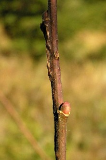vŕba ušatá (Salix aurita)