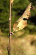 vŕba ušatá (Salix aurita) - výhonky sú hranaté