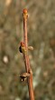 vŕba ušatá (Salix aurita)