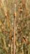 vŕba ušatá (Salix aurita)