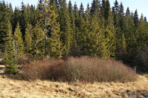 vŕba ušatá (Salix aurita) - na vlhkej až rašelinnej lúke na okraji lesa