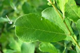 vŕba ušatá (Salix aurita) - hrot listu von vyhnutý až skrútený
