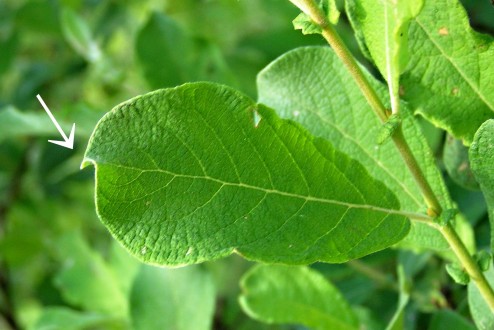 vŕba ušatá (Salix aurita) - hrot listu von vyhnutý až skrútený