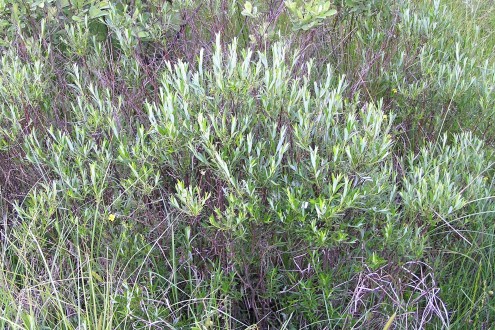 vŕba rozmarínolistá (Salix rosmarinifolia) - dekoratívne striebristo plstnaté listy