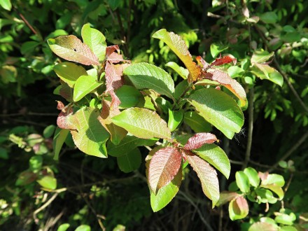 vŕba sliezska (Salix silesiaca) - vetvička s listami