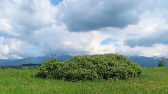 vŕba ušatá (Salix aurita) - Liptovská kotlina (6/2021)