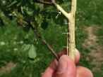 vŕba ušatá (Salix aurita) - na dvojročných a starších konároch po olúpaní kôry sú pozorovateľné nápadné lišty