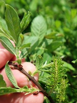 vŕba ušatá (Salix aurita) - tobolky