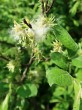 vŕba ušatá (Salix aurita) - páperisté nažky 