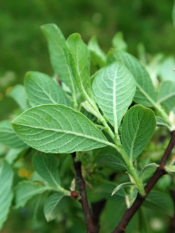 vŕba ušatá (Salix aurita) - vetvička s listami (spodná strana)