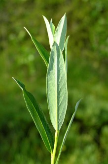 vŕba rozmarínolistá (Salix rosmarinifolia) - spodná strana