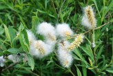 vŕba purpurová (Salix purpurea) - páperisté nažky