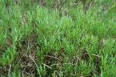 vŕba rozmarínolistá (Salix rosmarinifolia)