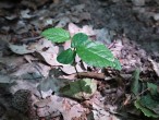 hrab obyčajný (Carpinus betulus) - semenáčik