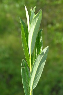 vŕba rozmarínolistá (Salix rosmarinifolia) - vetvička s listami