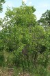 rešetliak prečisťujúci - vrchol Bradla, 561 m n. m., NPR Bradlo (6/2021)