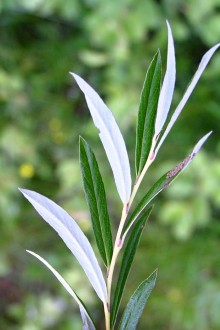 vŕba rozmarínolistá (Salix rosmarinifolia) - vetvička s listami