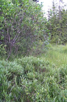 vŕba rozmarínolistá (Salix rosmarinifolia) - spolu s vŕbou päťtyčinkovou (Salix pentadra)  - vľavo hore