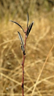 vŕba rozmarínolistá (Salix rosmarinifolia) - ročný výhonok (letorast)