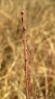 vŕba rozmarínolistá (Salix rosmarinifolia) - ročný výhonok (letorast)