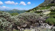 vŕba švajčiarska (Salix helvetica)