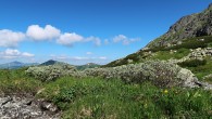 vŕba švajčiarska (Salix helvetica)