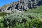 vŕba švajčiarska (Salix helvetica)